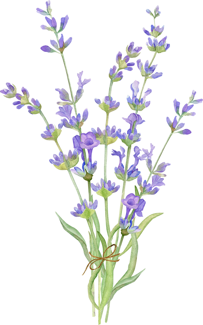 Bouquet of Lavender Flowers