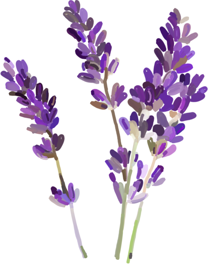 Lavender Painting Illustration