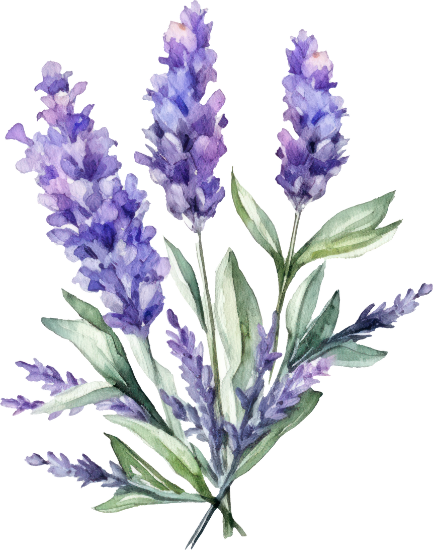 Lavender Flowers Watercolor Illustration